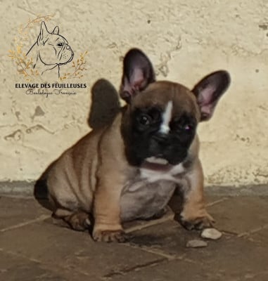 Les chiots de Bouledogue français