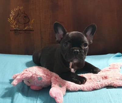 Les chiots de Bouledogue français