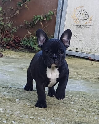 Les chiots de Bouledogue français