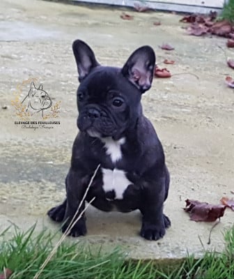 Les chiots de Bouledogue français
