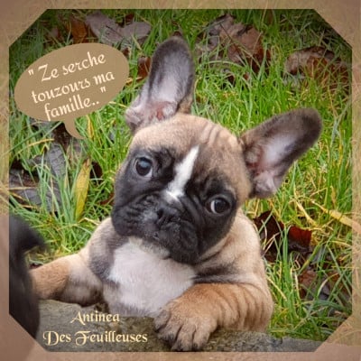 Les chiots de Bouledogue français