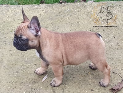 Les chiots de Bouledogue français