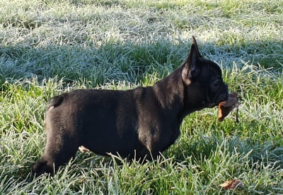 Les chiots de Bouledogue français