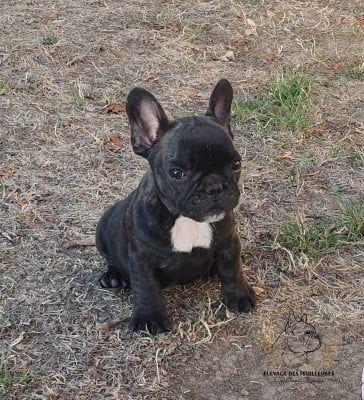 Berlingot des Feuilleuses ( Nom provisoire) - Bouledogue français