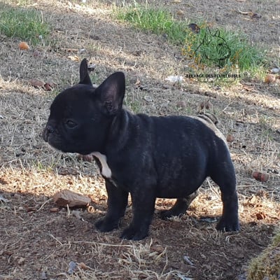 Babiole des Feuilleuses - Bouledogue français