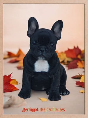 Les chiots de Bouledogue français