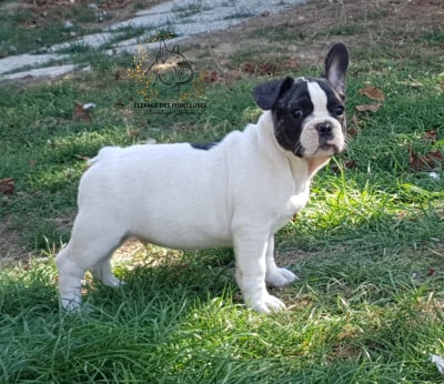 Les chiots de Bouledogue français