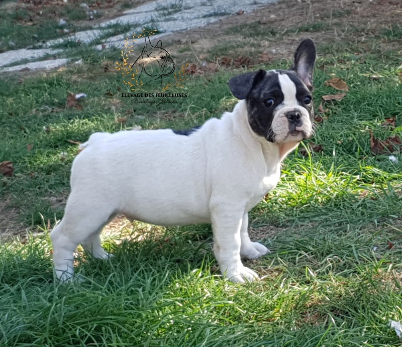 Bouledogue français - des Feuilleuses