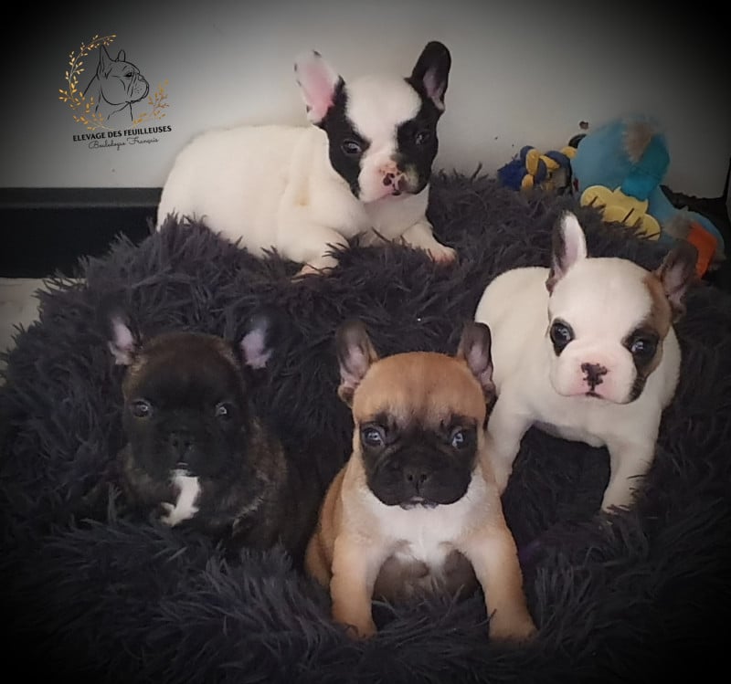 Bouledogue français - des Feuilleuses