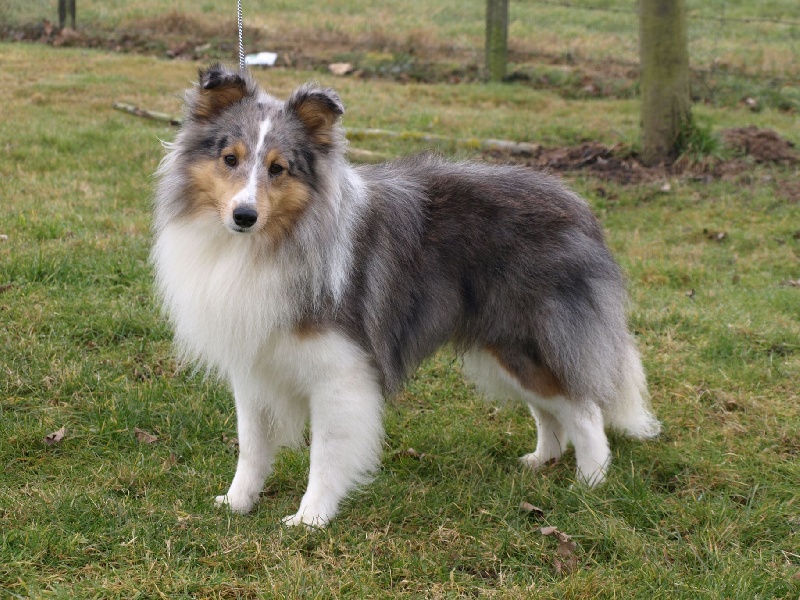 Publication : Des Fées Du Pays Noir