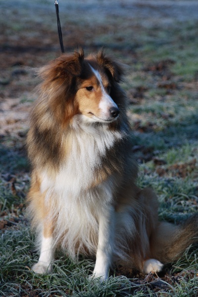 Djolly  djumper des loups de l'isengard