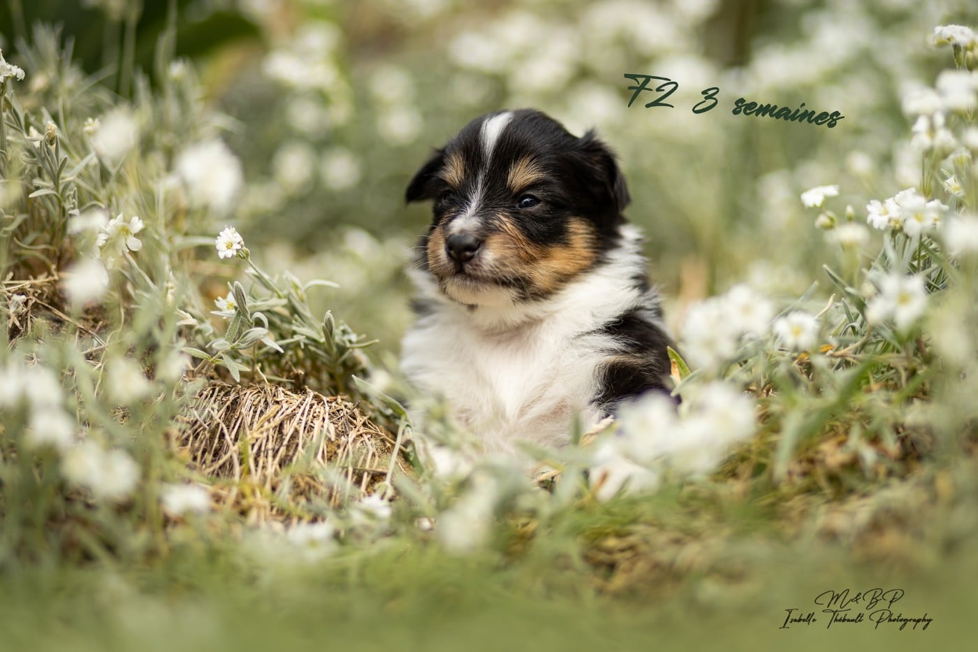 Shetland Sheepdog - des loups de l'isengard