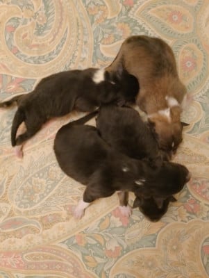 Les chiots de Shetland Sheepdog