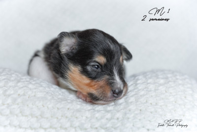 Les chiots de Shetland Sheepdog