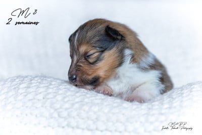 Les chiots de Shetland Sheepdog