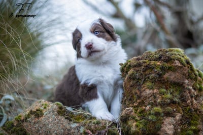 Les chiots de Berger Américain Miniature 