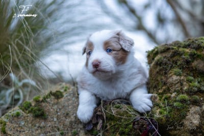 Les chiots de Berger Américain Miniature 