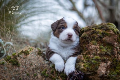 Les chiots de Berger Américain Miniature 