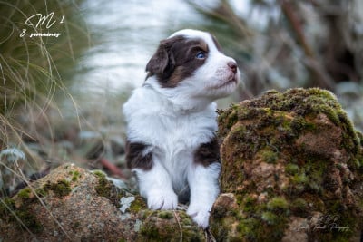 Les chiots de Berger Américain Miniature 
