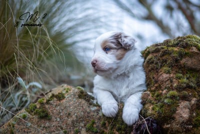 Les chiots de Berger Américain Miniature 