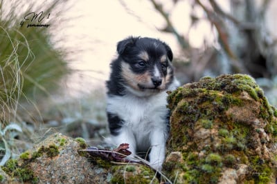Les chiots de Shetland Sheepdog