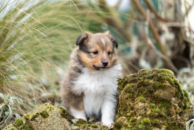 Les chiots de Shetland Sheepdog