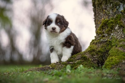 Les chiots de Berger Américain Miniature 