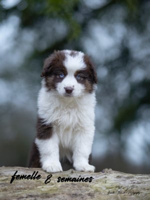 Les chiots de Berger Américain Miniature 