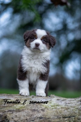 Les chiots de Berger Américain Miniature 