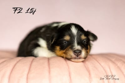 Les chiots de Shetland Sheepdog
