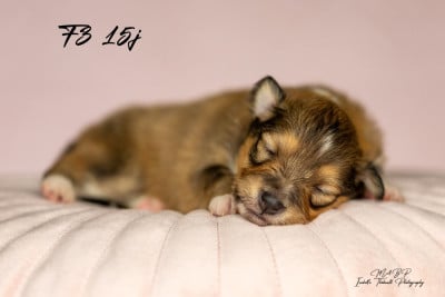 Les chiots de Shetland Sheepdog