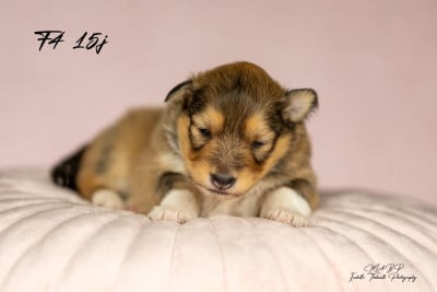 Les chiots de Shetland Sheepdog