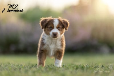 Les chiots de Berger Américain Miniature