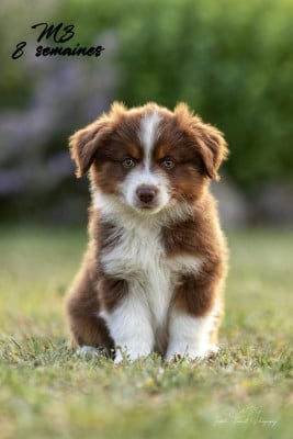Les chiots de Berger Américain Miniature