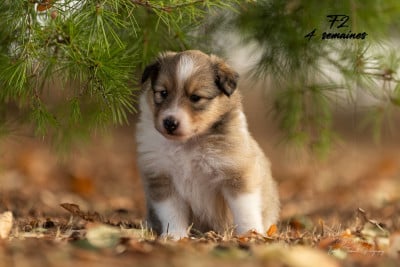 Les chiots de Shetland Sheepdog