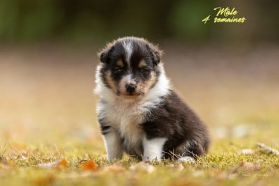 Les chiots de Shetland Sheepdog