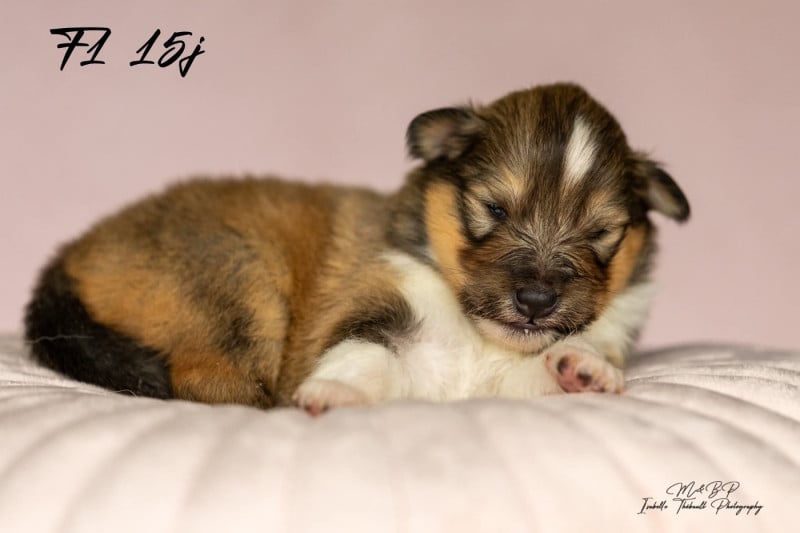Shetland Sheepdog - des loups de l'isengard
