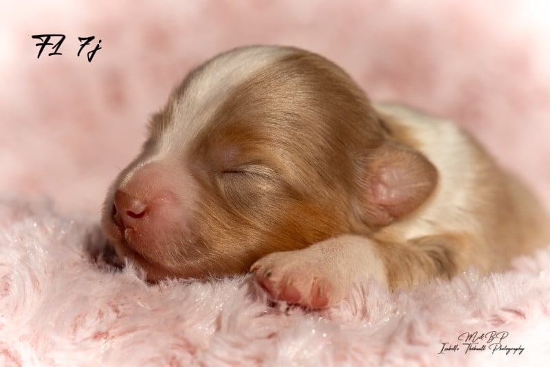 Berger Américain Miniature  - des loups de l'isengard