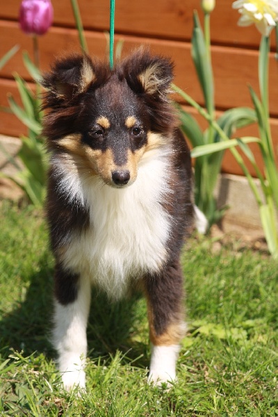 Ecume des loups de l'isengard - Prometteur.