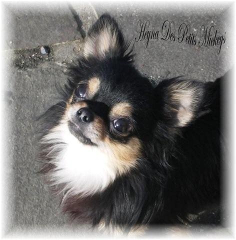 Heynnia des Petits Mickeys - 2e Excellent