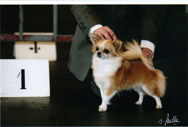 CH. Fripouille des Petits Mickeys - CAC-CACIB