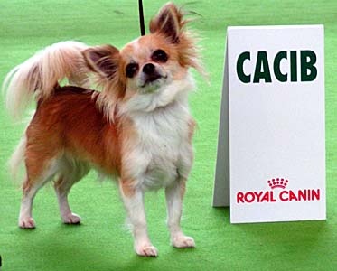 CH. Fripouille des Petits Mickeys - CACIB+BOB