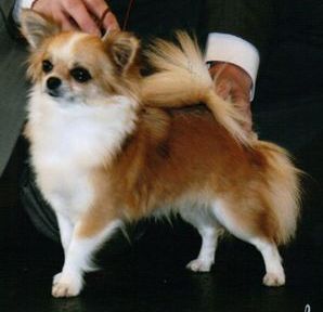 CH. Fripouille des Petits Mickeys - CAC-CACIB-BOB