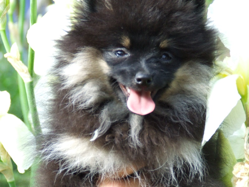 Publication : de la taniére des louveteaux