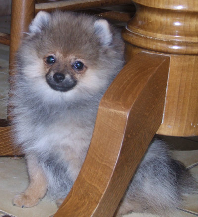 Publication : de la taniére des louveteaux