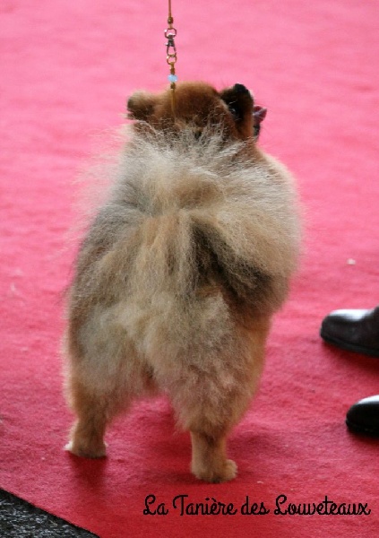 Publication : de la taniére des louveteaux