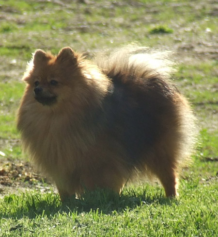 Publication : de la taniére des louveteaux