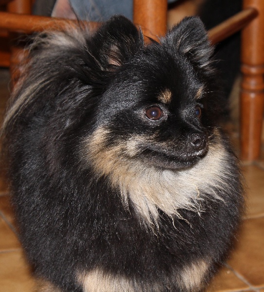 Publication : de la taniére des louveteaux