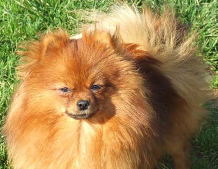 Publication : de la taniére des louveteaux