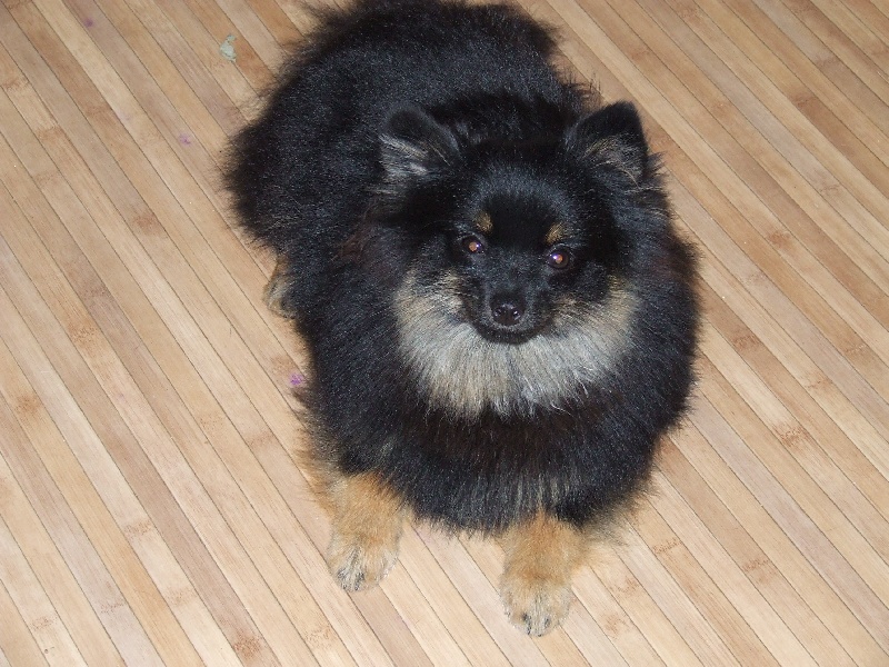 Publication : de la taniére des louveteaux